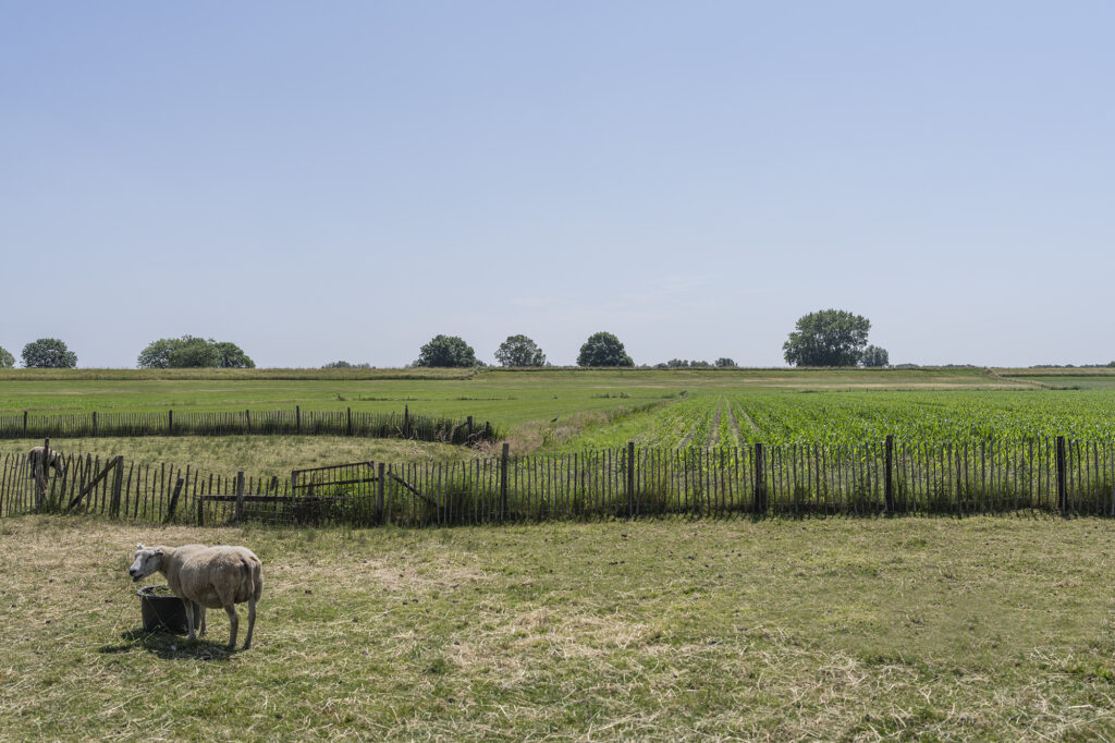 Schaap in het weiland met wijds uitzicht over de polder