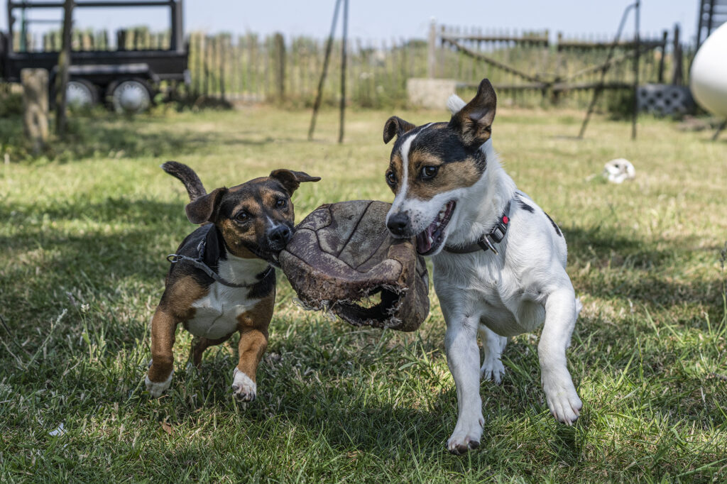 Onze hondjes Olleke en Bolleke spelen op het erf