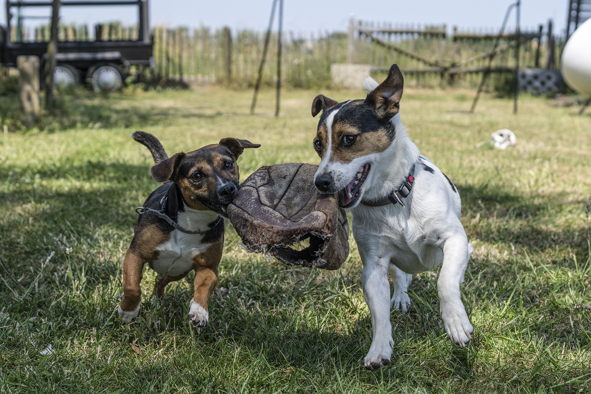 Onze hondjes Olleke en Bolleke spelen op het erf