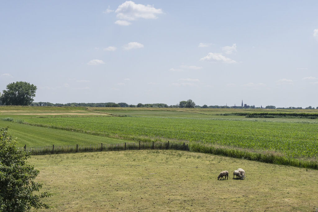 Weids polderlandschap met schapen in het weiland