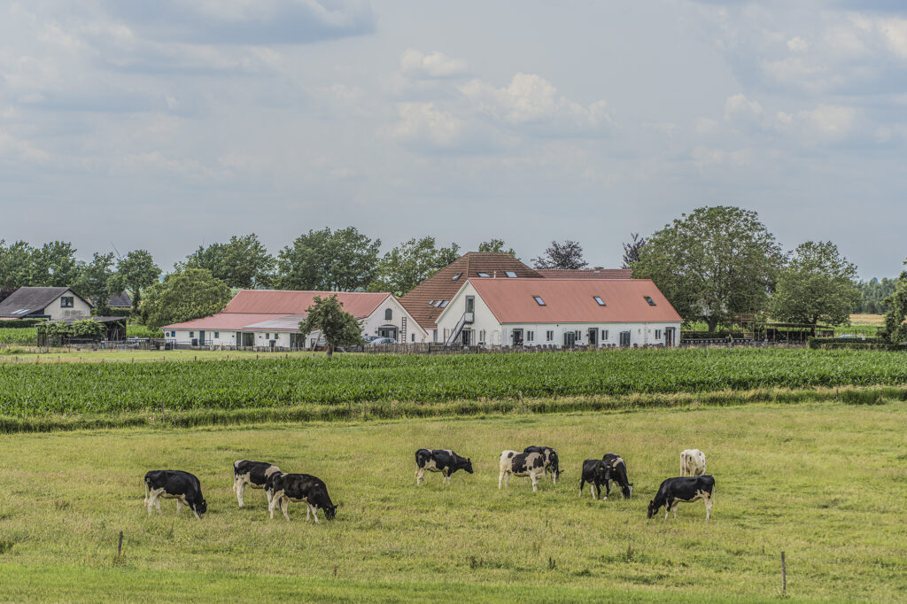 Koeien in het weiland voor Boerderij de Zalm
