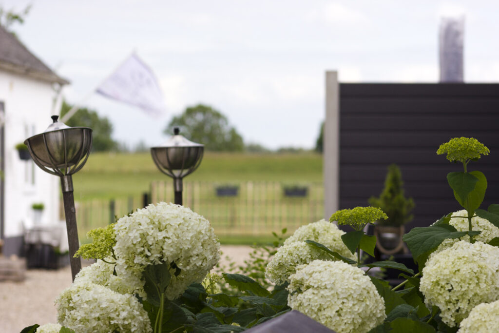 Witte hortensia's in de tuin met uitzicht op het weiland
