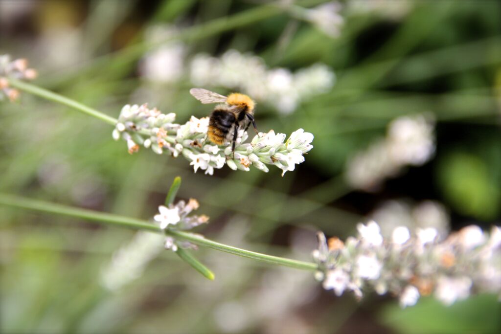 Bij op lavendel in de tuin