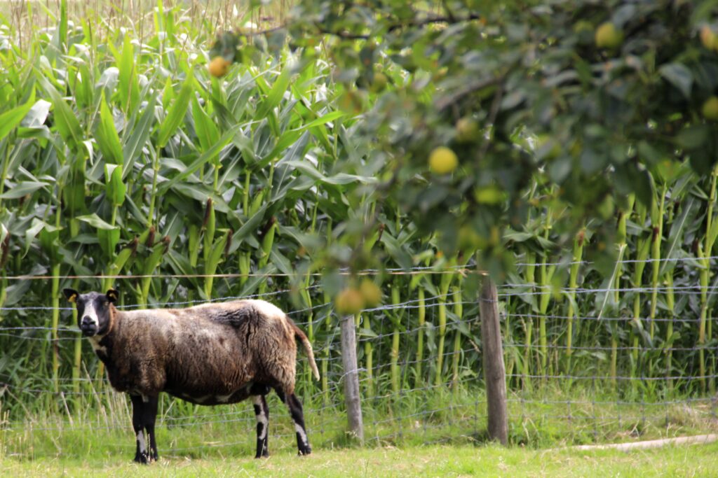 Bruin schaap onder een appelboom naast het maisveld