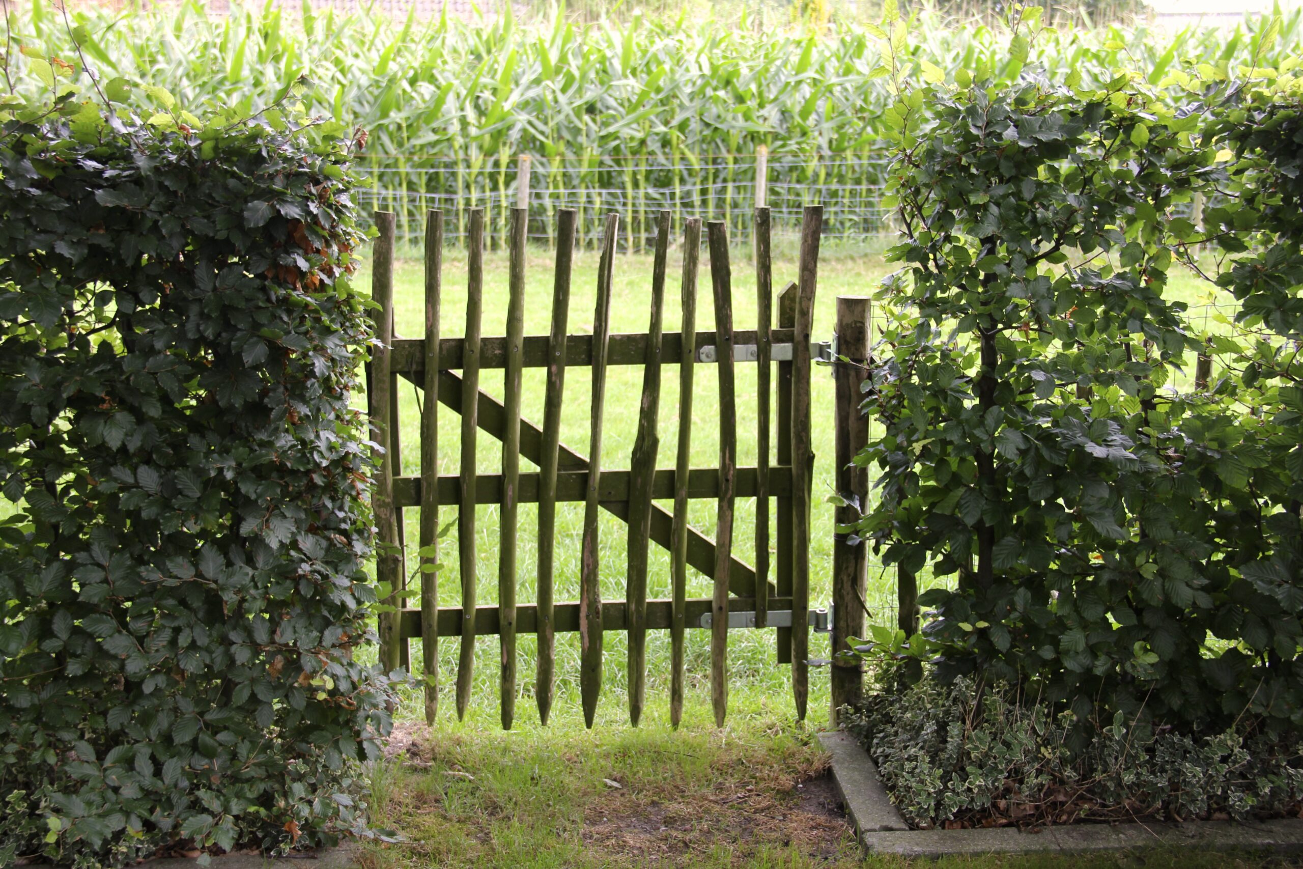Houten tuinhek tussen de hagen, met een maisveld erachter
