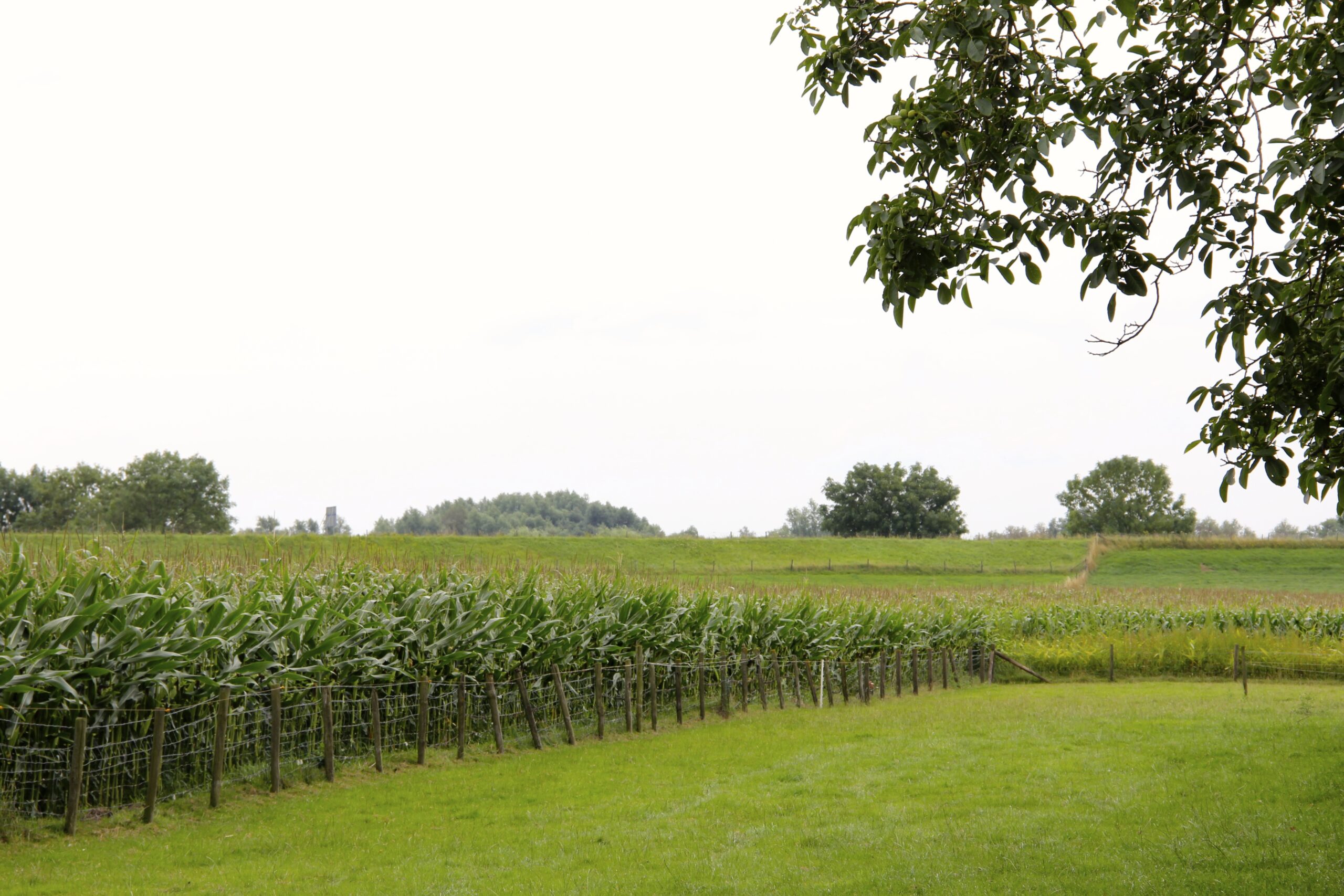 Weilanden en maisvelden rond de boerderij