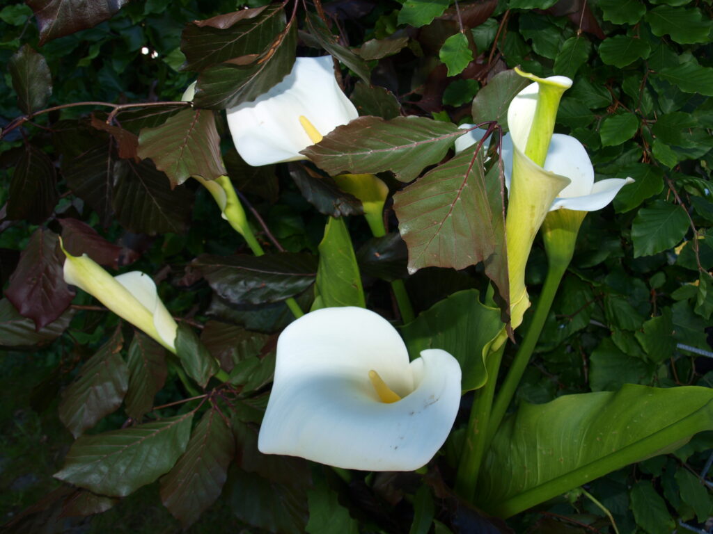 Witte calla's in de tuin